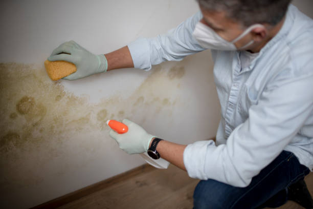 Best Industrial Mold Remediation in Green Valley, SD