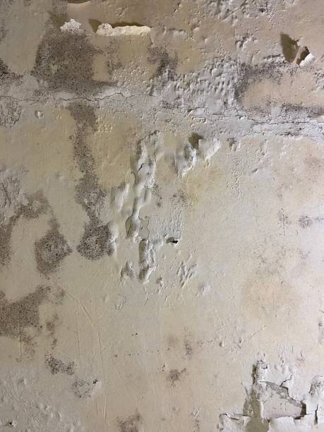 Best Mold Testing and Inspection Services in Green Valley, SD